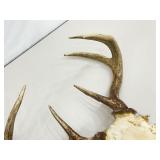 Authentic 16.5" W Deer Antlers and Skull