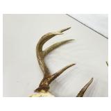 Authentic 16.5" W Deer Antlers and Skull