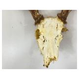 Authentic 16.5" W Deer Antlers and Skull