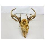 Authentic 16.5" W Deer Antlers and Skull