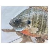 Authentic Taxadermized Fish Mount