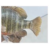 Authentic Taxadermized Fish Mount