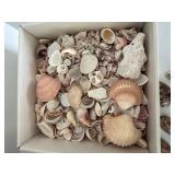 Assorted Sea Shell Collection in Basket & Box
