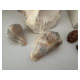 Assorted Sea Shell Collection in Basket & Box