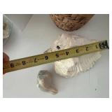 Assorted Sea Shell Collection in Basket & Box