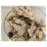 Natural Coral Decor Assortment in Glass Bowl