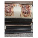 ANTIQUE ANATOMY PULL DOWN SCREENS (4)