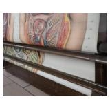 ANTIQUE ANATOMY PULL DOWN SCREENS (4)