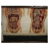 ANTIQUE ANATOMY PULL DOWN SCREENS (4)