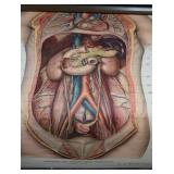 ANTIQUE ANATOMY PULL DOWN SCREENS (4)