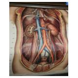 ANTIQUE ANATOMY PULL DOWN SCREENS (4)