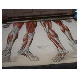 ANTIQUE ANATOMY PULL DOWN SCREENS (4)