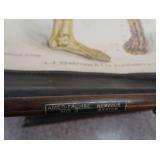 ANTIQUE ANATOMY PULL DOWN SCREENS (4)