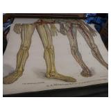 ANTIQUE ANATOMY PULL DOWN SCREENS (4)