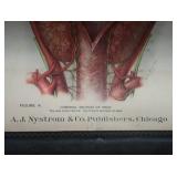 ANTIQUE ANATOMY PULL DOWN SCREENS (4)