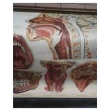 ANTIQUE ANATOMY PULL DOWN SCREENS (4)