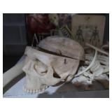 METAL ROLLY CART WITH MINI HUMAN ANATOMY DEMONSTRATION