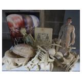 METAL ROLLY CART WITH MINI HUMAN ANATOMY DEMONSTRATION