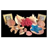 K - Shell Collection Ben Rickert Sea Urchin Pomander Coral & Shell Assortment