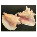 K - Shell Collection Ben Rickert Sea Urchin Pomander Coral & Shell Assortment