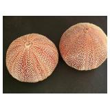 K - Shell Collection Ben Rickert Sea Urchin Pomander Coral & Shell Assortment