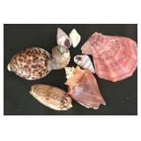 K - Shell Collection Ben Rickert Sea Urchin Pomander Coral & Shell Assortment