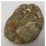 Group Of Misc. Fossil Clumps
