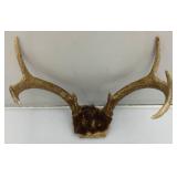 Vintage 8 Point Buck Horns & Potable Ice Fishing Tip-Up (NEW In Pack)