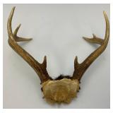 Vintage 8 Point Buck Horns & Potable Ice Fishing Tip-Up (NEW In Pack)