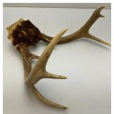 Vintage 8 Point Buck Horns & Potable Ice Fishing Tip-Up (NEW In Pack)