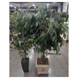 Artificial Ficus Trees in Planters (Lot of 2)