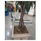 Artificial Ficus Trees in Planters (Lot of 2)