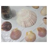Collection of Seashells and Rocks in Glass Jars