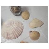 Collection of Seashells and Rocks in Glass Jars