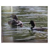 Loon theme Framed and Matted Wall Art