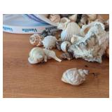 Lot of (1 Bucket) Sea Shells