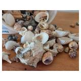 Lot of (1 Bucket) Sea Shells