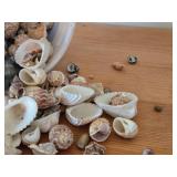 Lot of (1 Bucket) Sea Shells