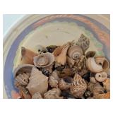 Lot of (1 Bucket) Sea Shells