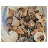 Lot of (1 Bucket) Sea Shells