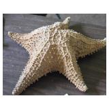 Star Fish 12" x 12" x 3 1/2"