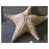 Star Fish 12" x 12" x 3 1/2"