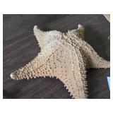 Star Fish 12" x 12" x 3 1/2"