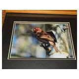 Lot of (5) Bird theme Art Work - Joyce Kleven -
