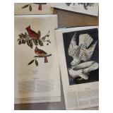 Strathmore Newsprint Pad & Assorted Bird Prints Mixed Lot