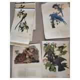 Strathmore Newsprint Pad & Assorted Bird Prints Mixed Lot
