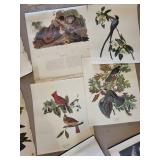 Strathmore Newsprint Pad & Assorted Bird Prints Mixed Lot