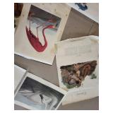 Strathmore Newsprint Pad & Assorted Bird Prints Mixed Lot