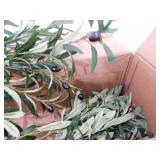 DR.Planzen 5 ft. Artificial Olive Tree with White Planter, Large Faux Olive Silk Tree for Indoor Home Decor and Housewarming Gift