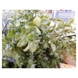Nearly Natural 8 ft. UV Resistant Artificial Boxwood Topiary Tree (Indoor/Outdoor)